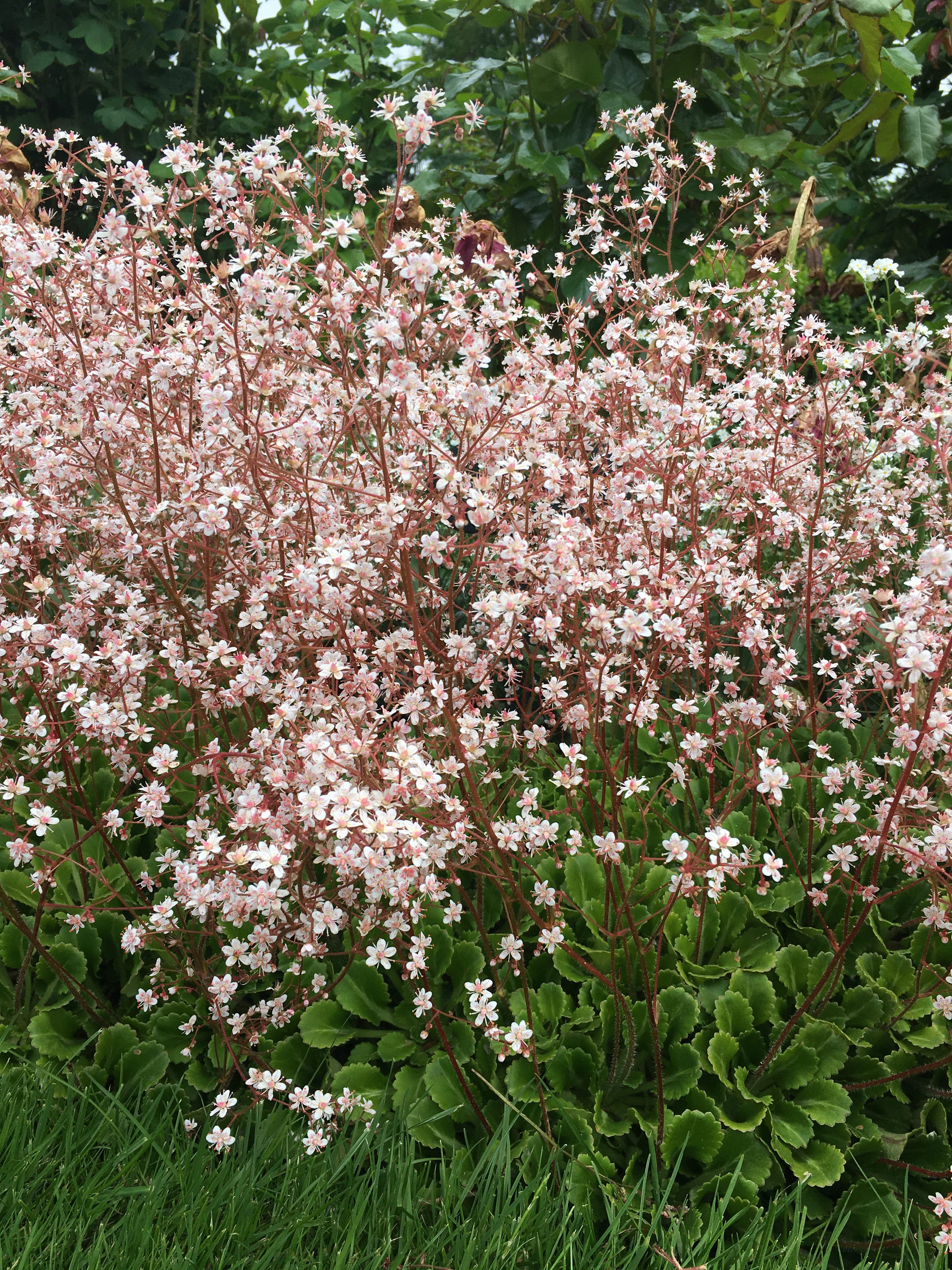 Celebrating London Pride