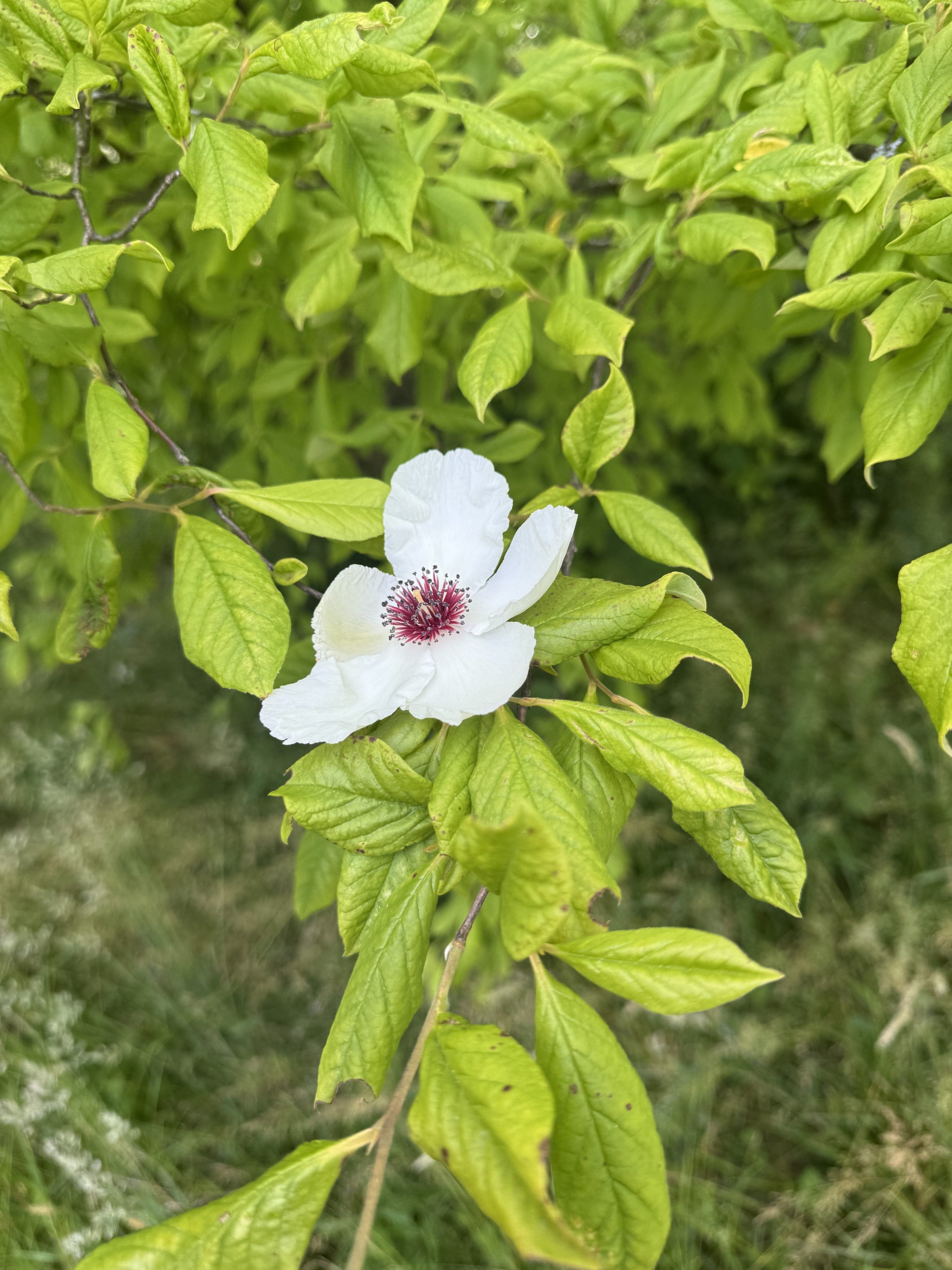 Garden Diary Dates 2026